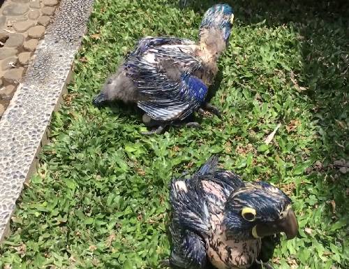 I have 2 Hyacinth macaw baby's they are a little