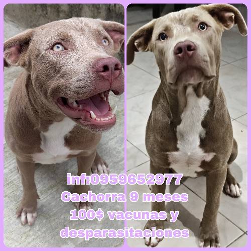 Cachorra pitbull de 9 meses en venta 100$ Guayaquil norte
