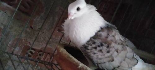 ঝরনা সাটেন মোবাইল 01785724018