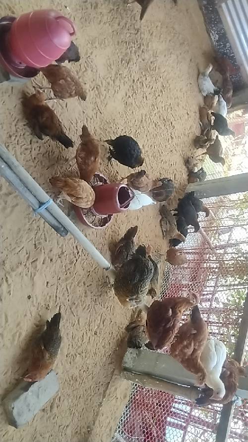 সোনালী মুরগির বাচ্চা 01735911543