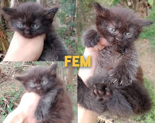 For sale 🐈‍⬛😺