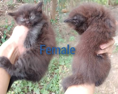 For sale 🐈‍⬛😺