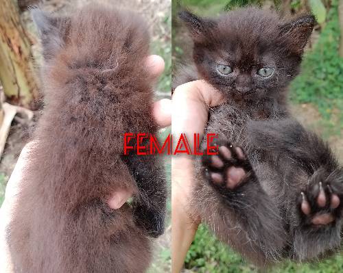 For sale 🐈‍⬛😺