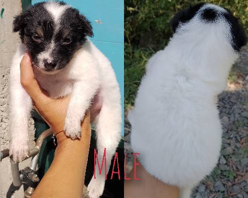 MALE AND FEM