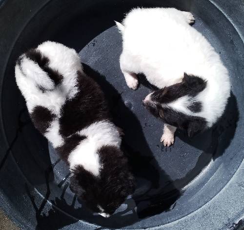MALE AND FEM