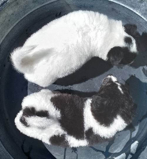 MALE AND FEM