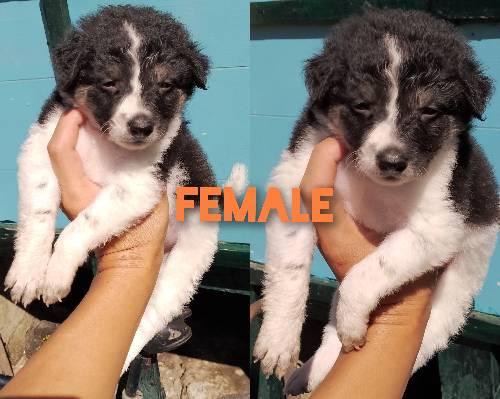 MALE AND FEM
