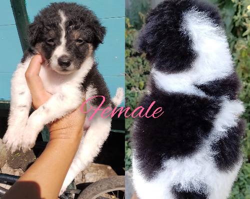 MALE AND FEM