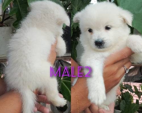 JAPANESE SPITZ PUPPY ❗💯