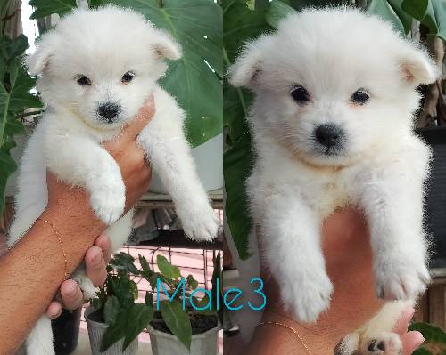 JAPANESE SPITZ PUPPY ❗💯