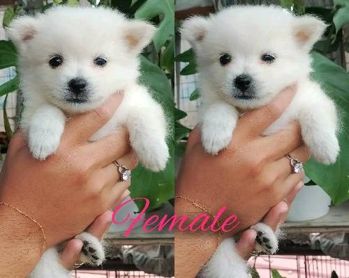JAPANESE SPITZ PUPPY ❗💯