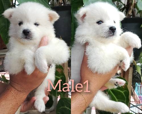 JAPANESE SPITZ PUPPY ❗💯