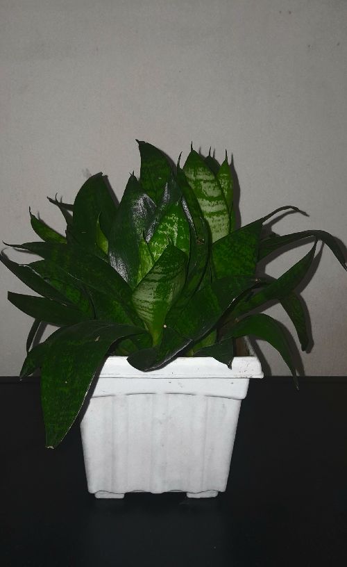 Snake plant...