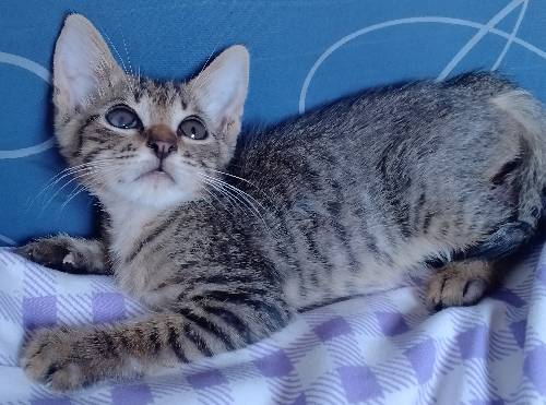 Permese male kitten (siamese x persian)