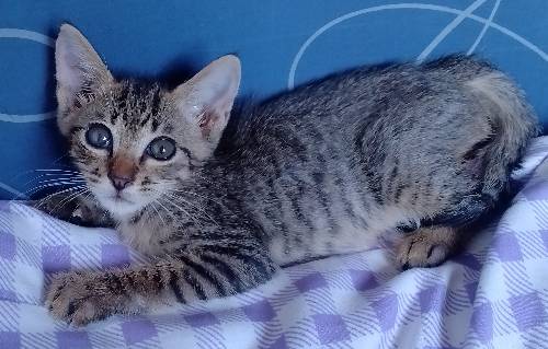 Permese male kitten (siamese x persian)