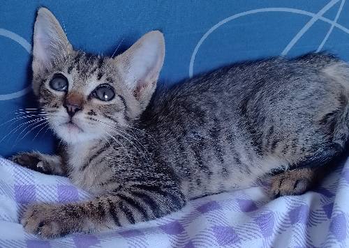 Permese male kitten (siamese x persian)