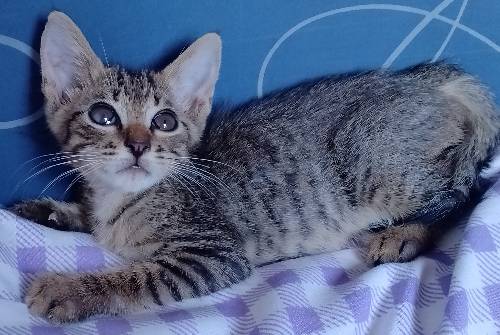 Permese male kitten (siamese x persian)