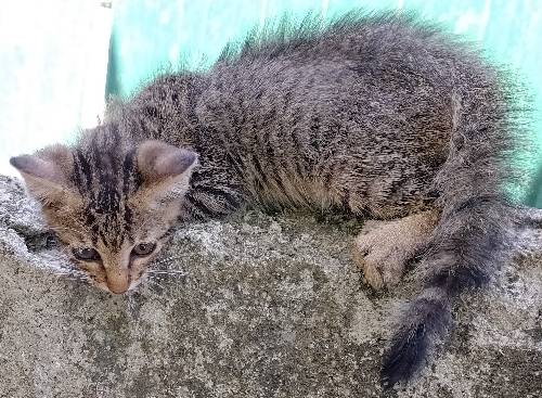 Permese male kitten (siamese x persian)