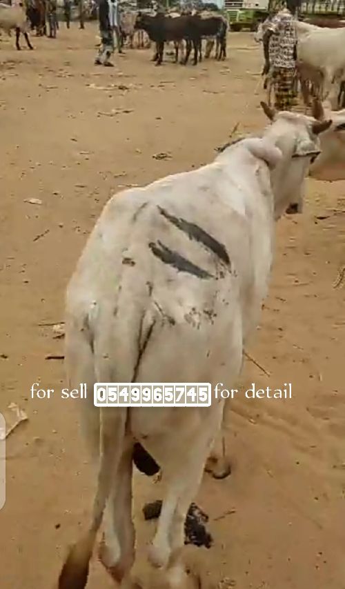 Correct farm animals for sale they have good health and