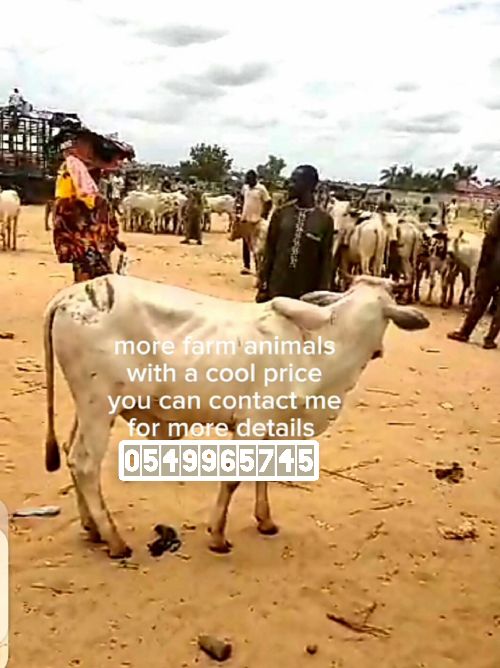 Correct farm animals for sale they have good health and