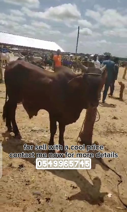 Correct farm animals for sale they have good health and