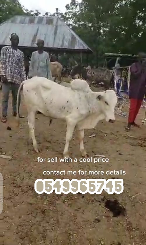 Correct farm animals for sale they have good health and