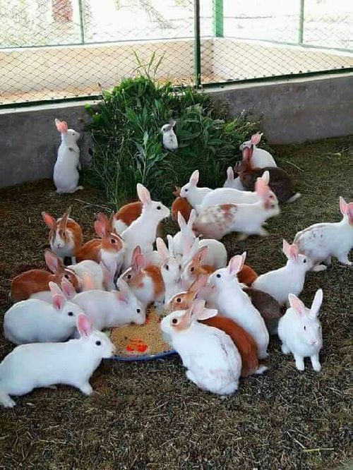 Correct farm animals for sale they have good health and