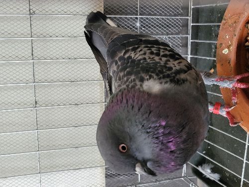 Female Kobutor for sell