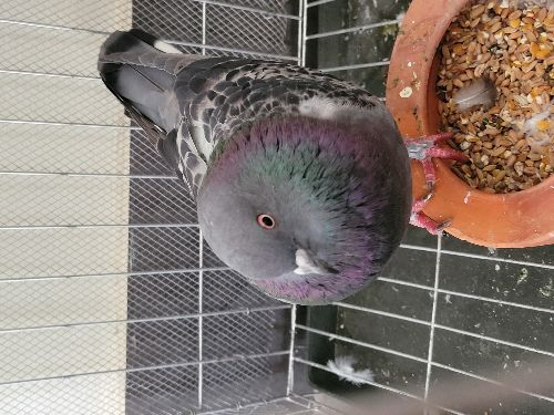 Female Kobutor for sell