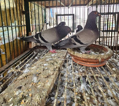 ১০০ জোড়া কবুতরে পালন করার মতো ধাপড়ি উচ্চতা( ৯'×৮')।৪৫০কেজি ওজন