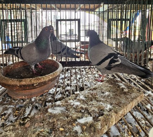 ১০০ জোড়া কবুতরে পালন করার মতো ধাপড়ি উচ্চতা( ৯'×৮')।৪৫০কেজি ওজন