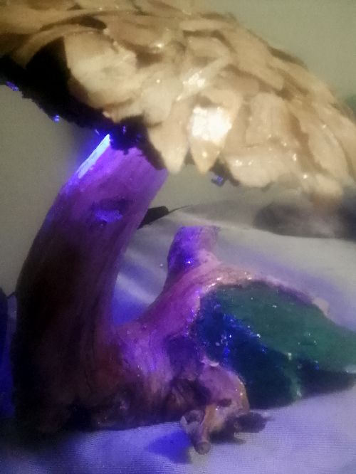 Hand carved mushroom night light with battery operated LED finished