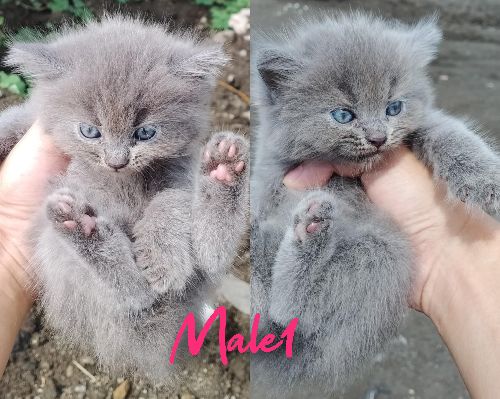 Kittens‼️ Pure persian and Pure exotic LH‼️‼️ 💌💌