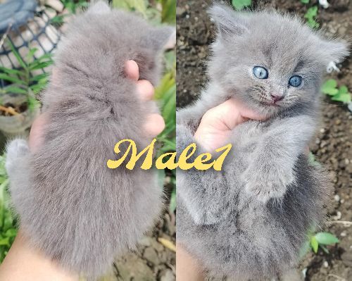 Kittens‼️ Pure persian and Pure exotic LH‼️‼️ 💌💌