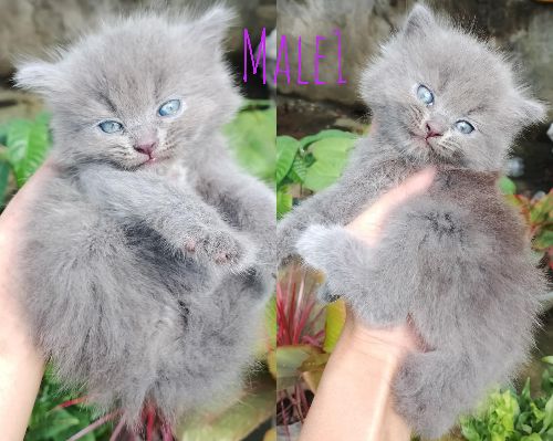 Kittens‼️ Pure persian and Pure exotic LH‼️‼️ 💌💌