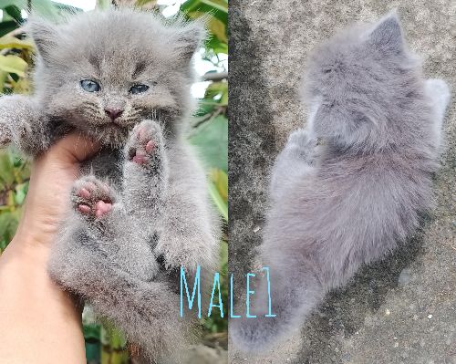 Kittens‼️ Pure persian and Pure exotic LH‼️‼️ 💌💌