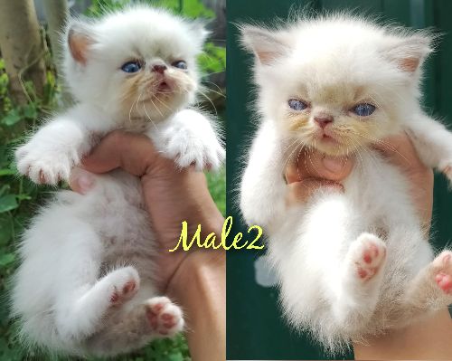Kittens‼️ Pure persian and Pure exotic LH‼️‼️ 💌💌