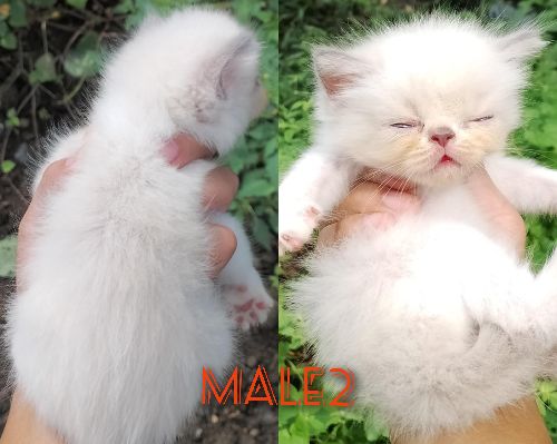 Pure Exo Lh male 4x deworm 1x 3in1 vacc. Color