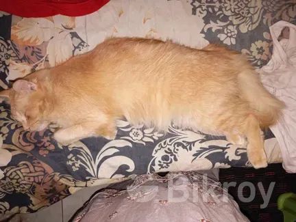 Home breed mixed femal cat