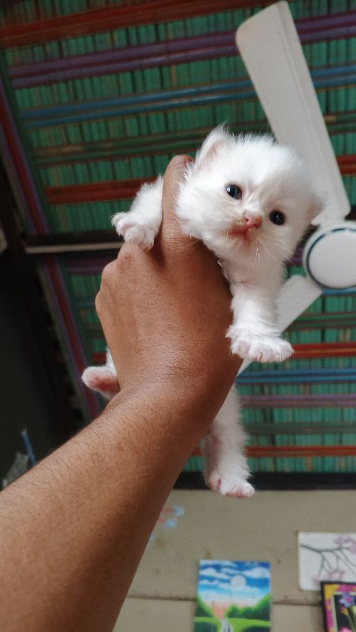 traditional Persian male cat long coat