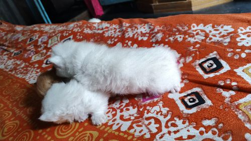 traditional Persian male cat long coat