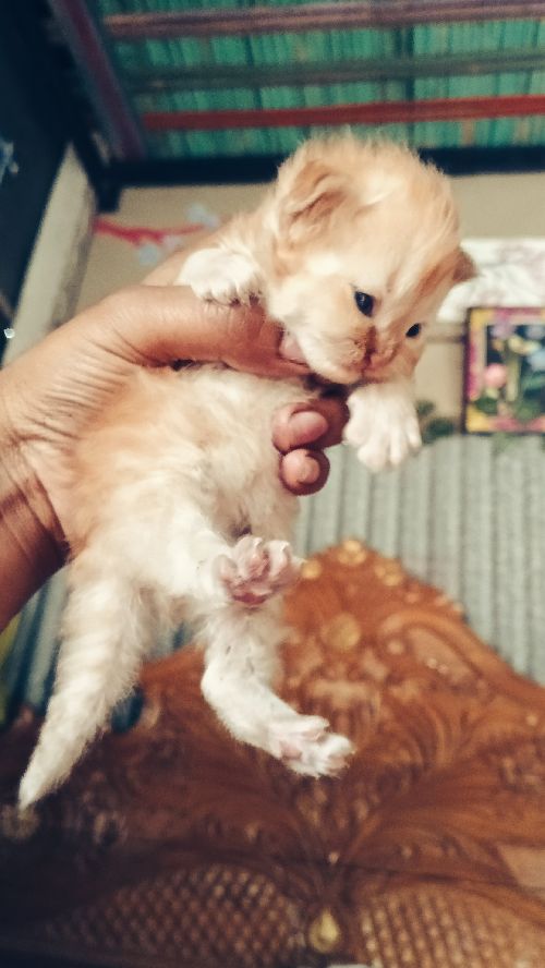 traditional Persian male cat long coat