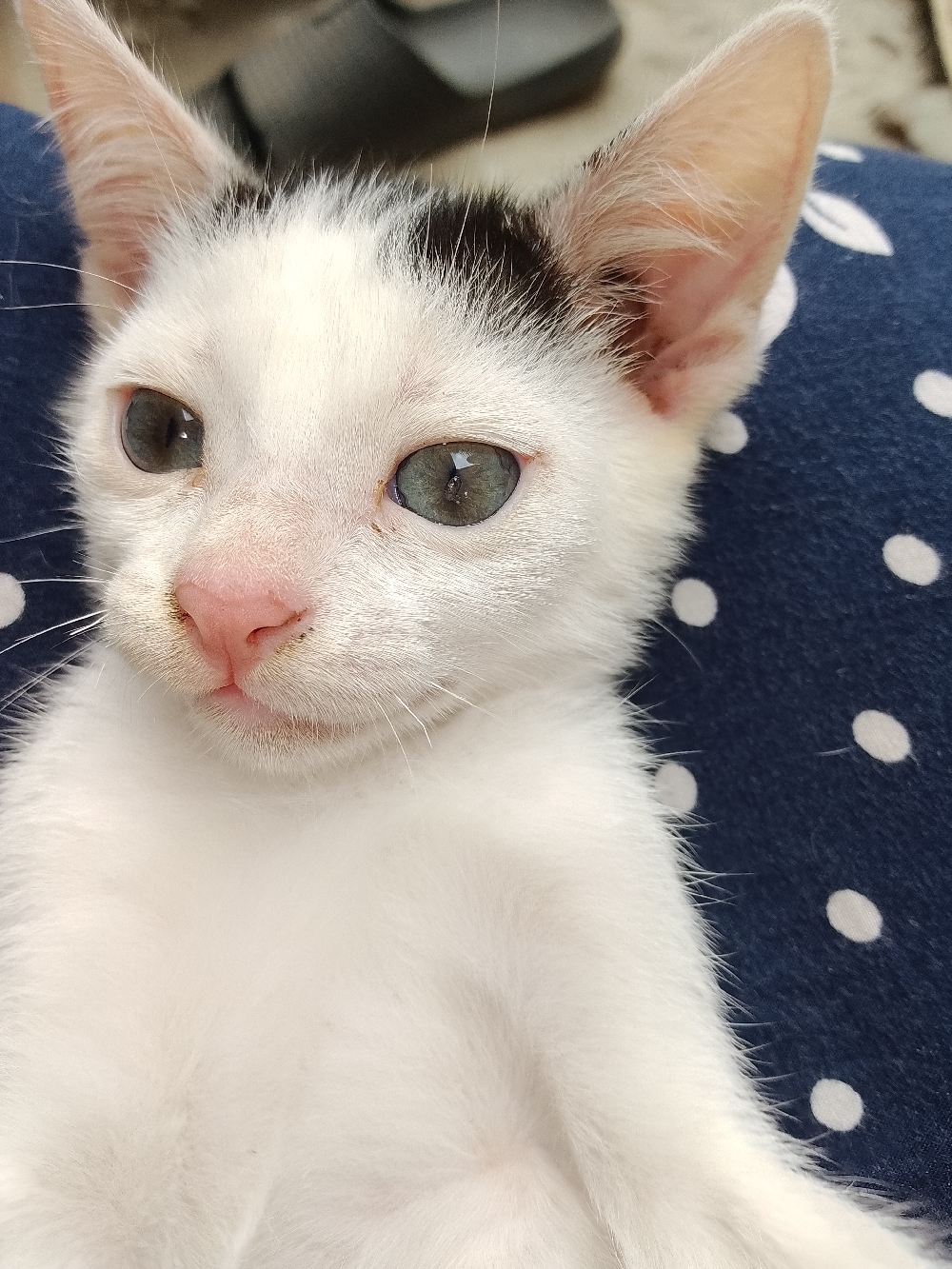 Free cat adoption