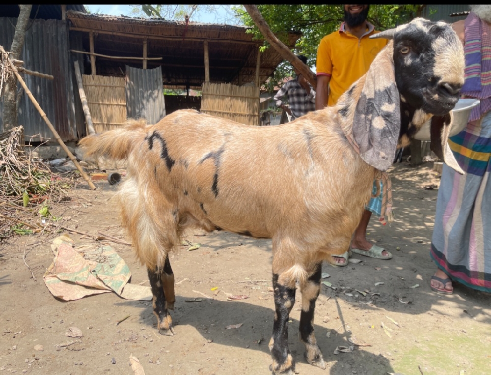 খাশি টি বিক্রি হবে