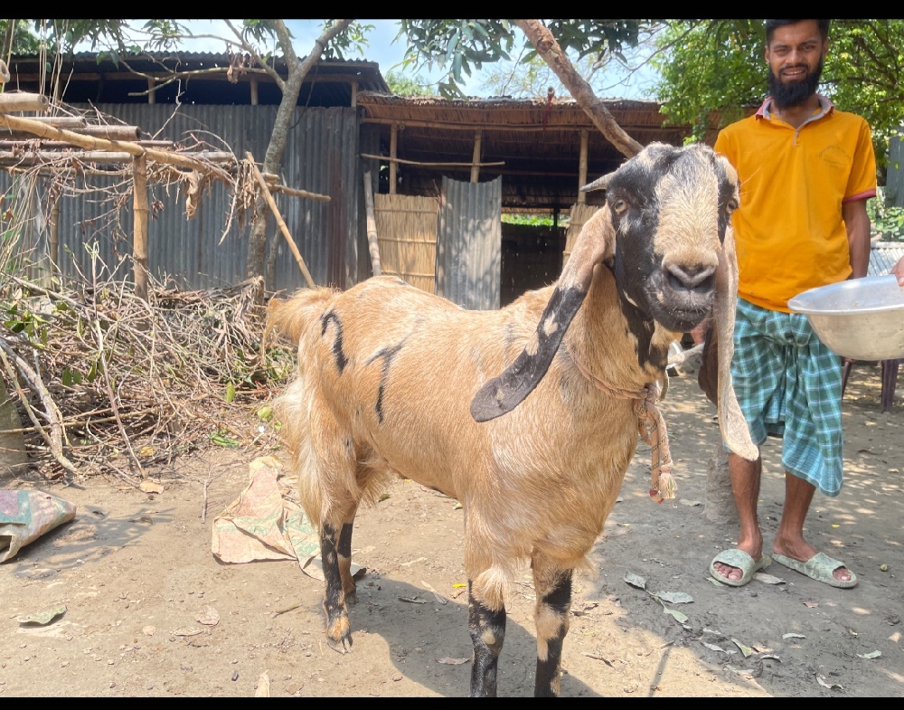 খাশি টি বিক্রি হবে