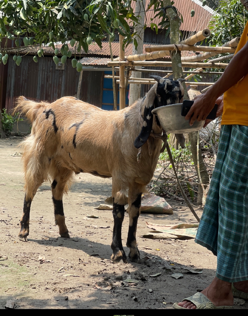 খাশি টি বিক্রি হবে