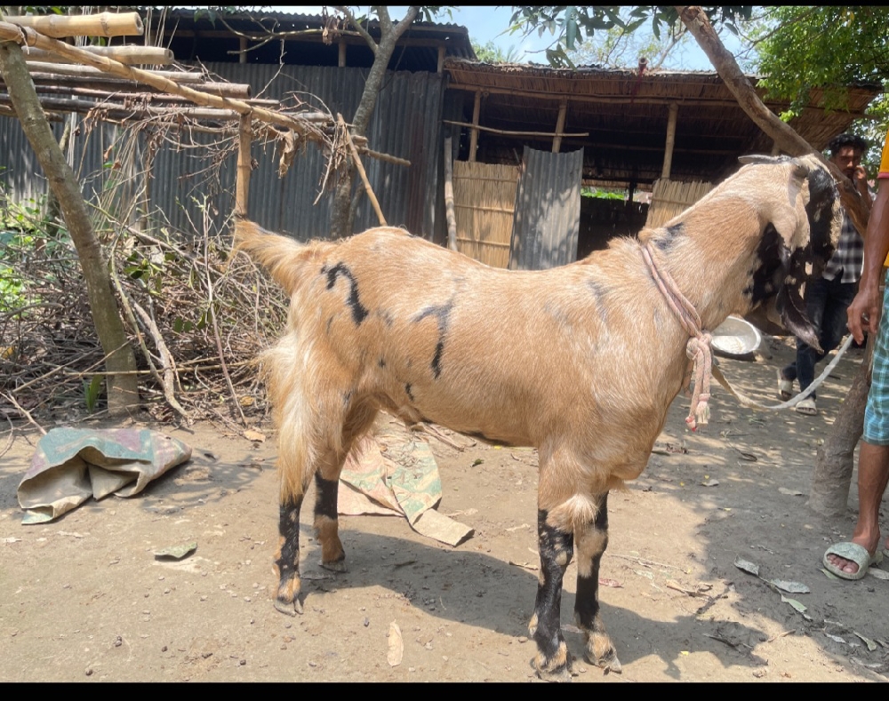 খাশি টি বিক্রি হবে