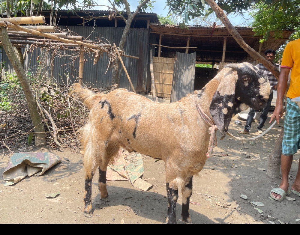 খাশি টি বিক্রি হবে
