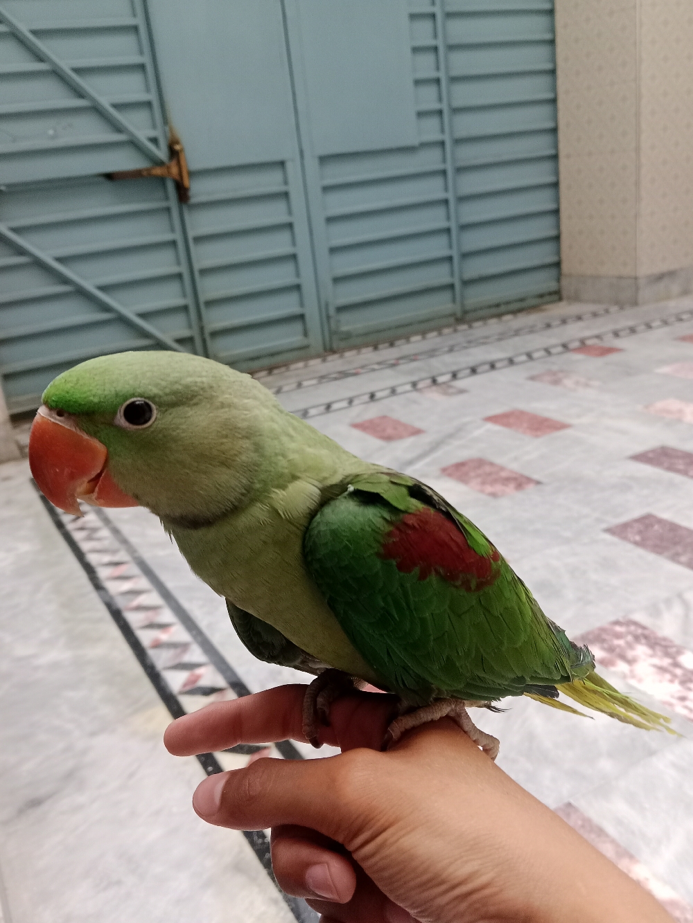 Fully hand tamed