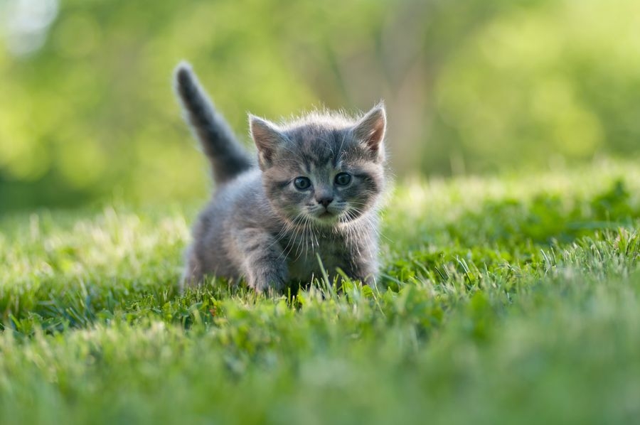 Catsssss like a gray catoo